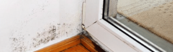 ▷Causes For Mold Problems In Denver